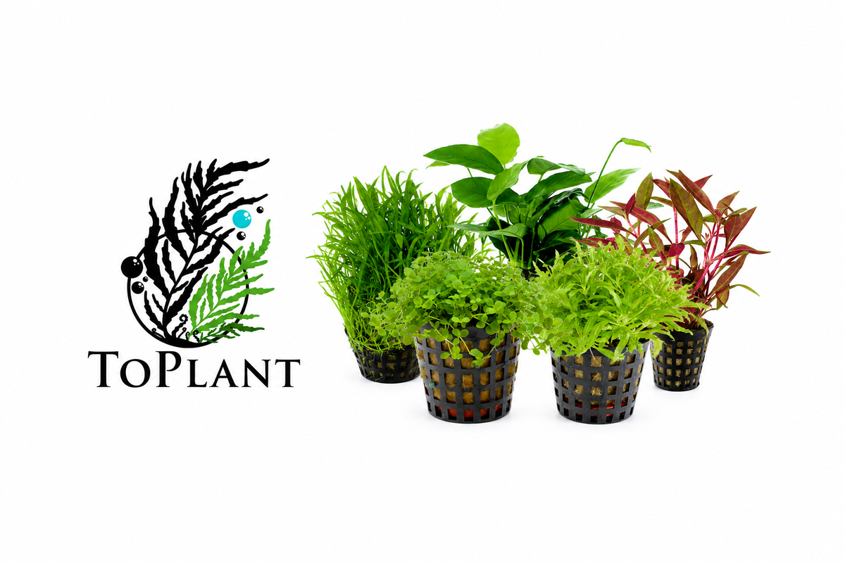 Piante da acquario con logo ToPlant
