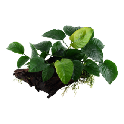 Anubias barteri su legno/roccia lavica