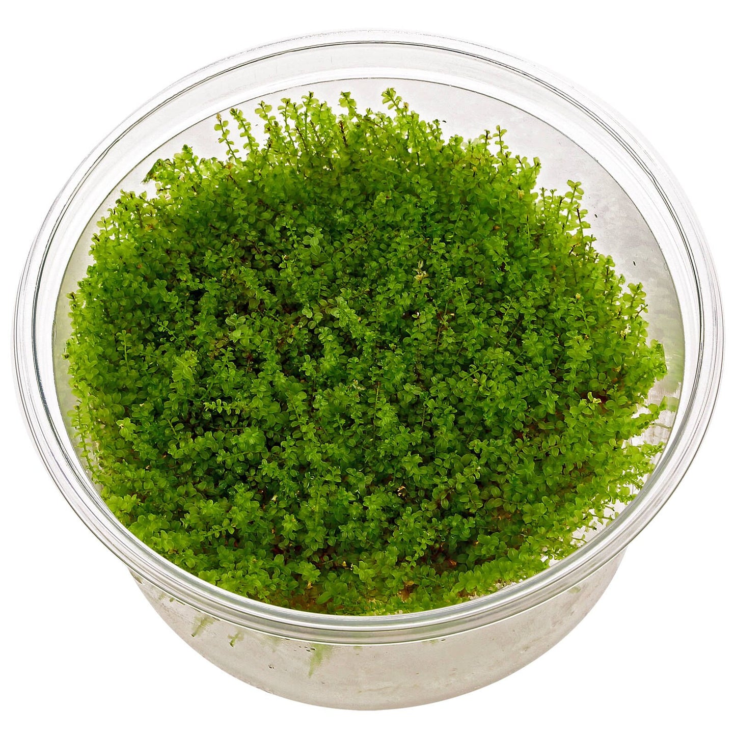 Plagiomnium affine 'Pearl Moss' (Vitro)