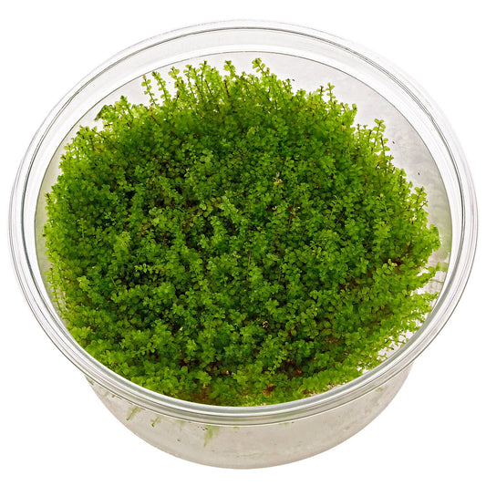 Plagiomnium affine 'Pearl Moss' (Vitro)