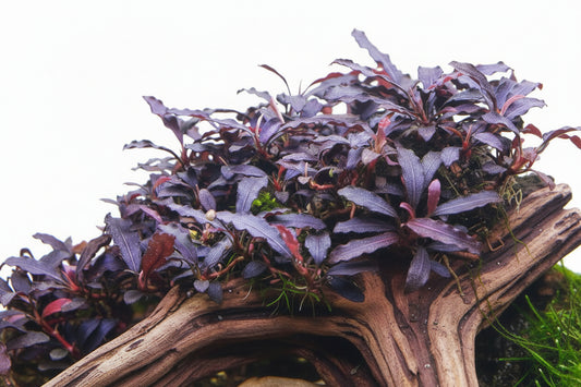 Bucephalandra Brownie Ghost