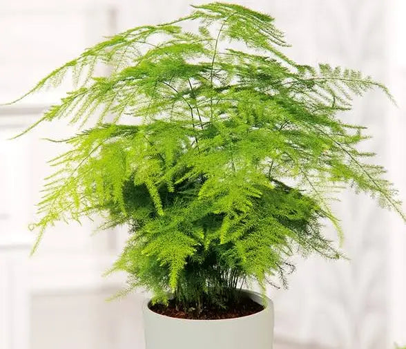 Asparagus setaceus