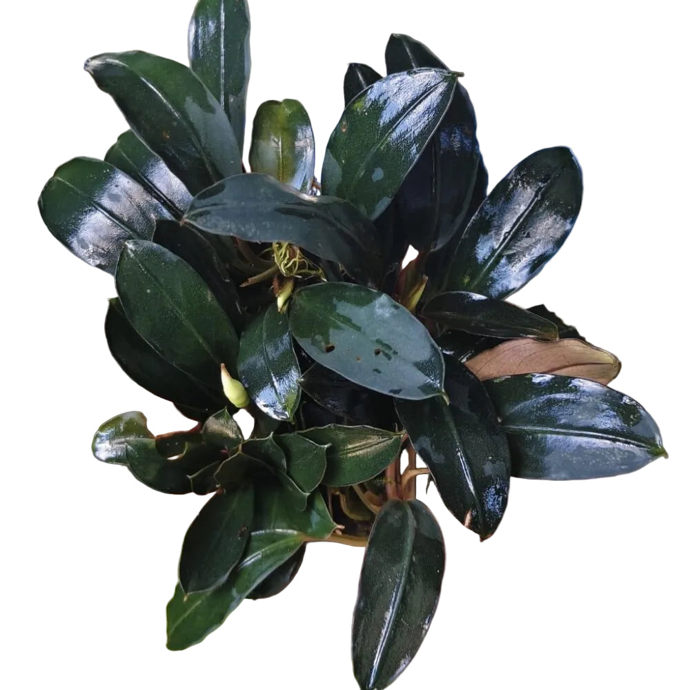 Bucephalandra Apple Leaf PSD 5x5cm
