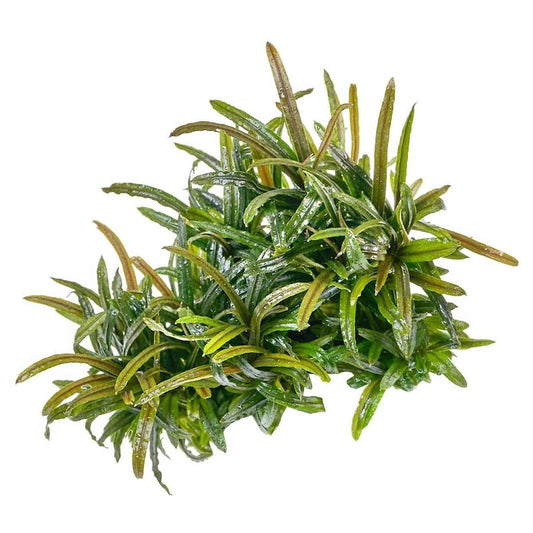 Bucephalandra Filiformis