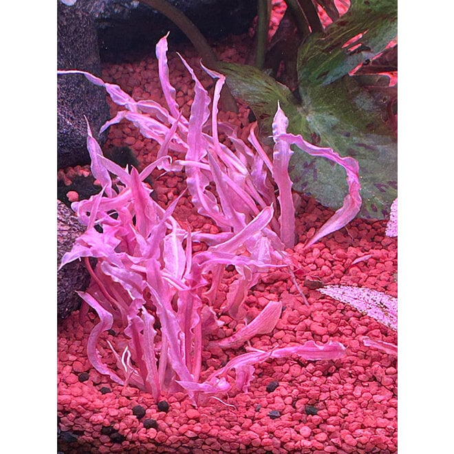 Cryptocoryne Balansae Pink (vitro)