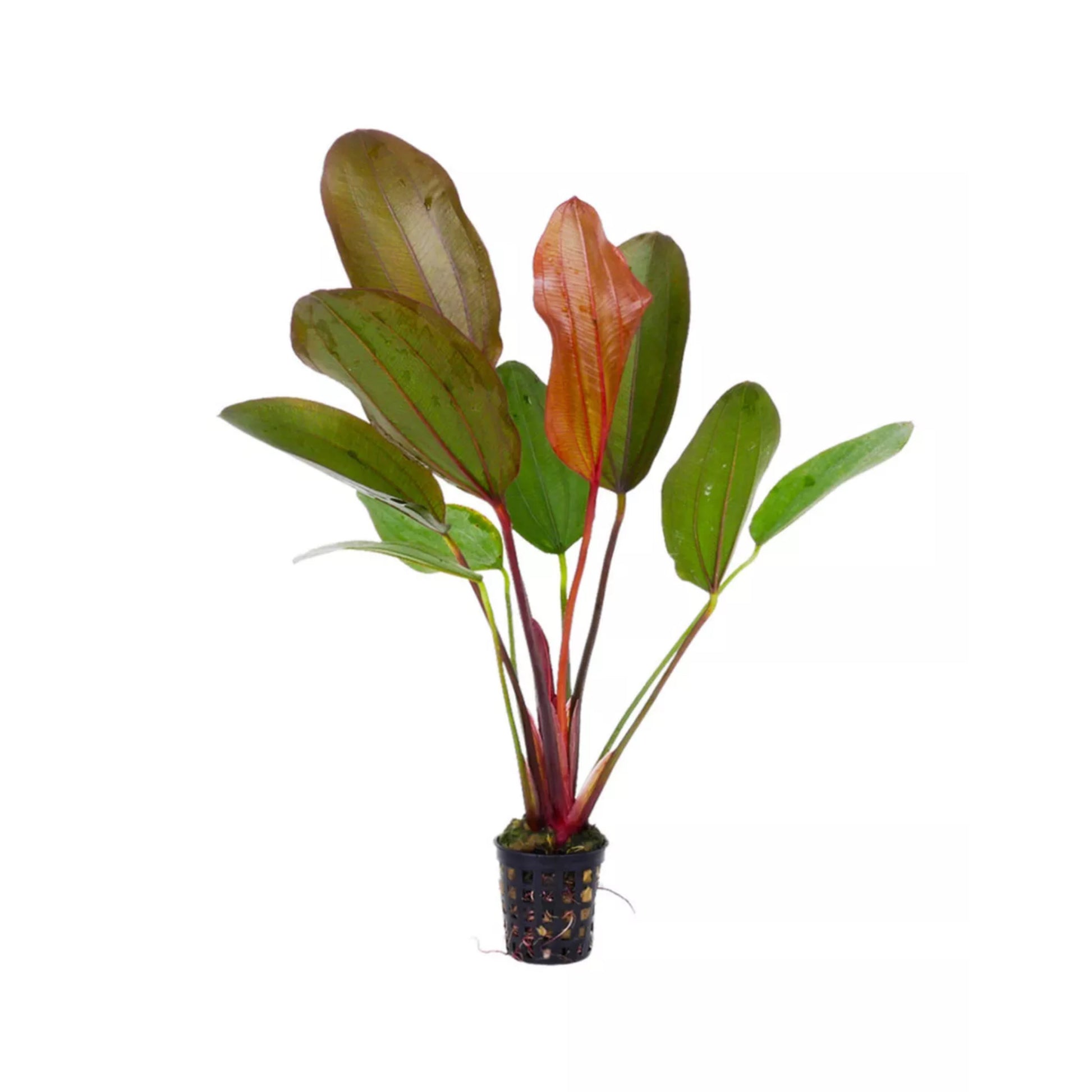 Echinodorus Hot papper - piante acquario ToPlant