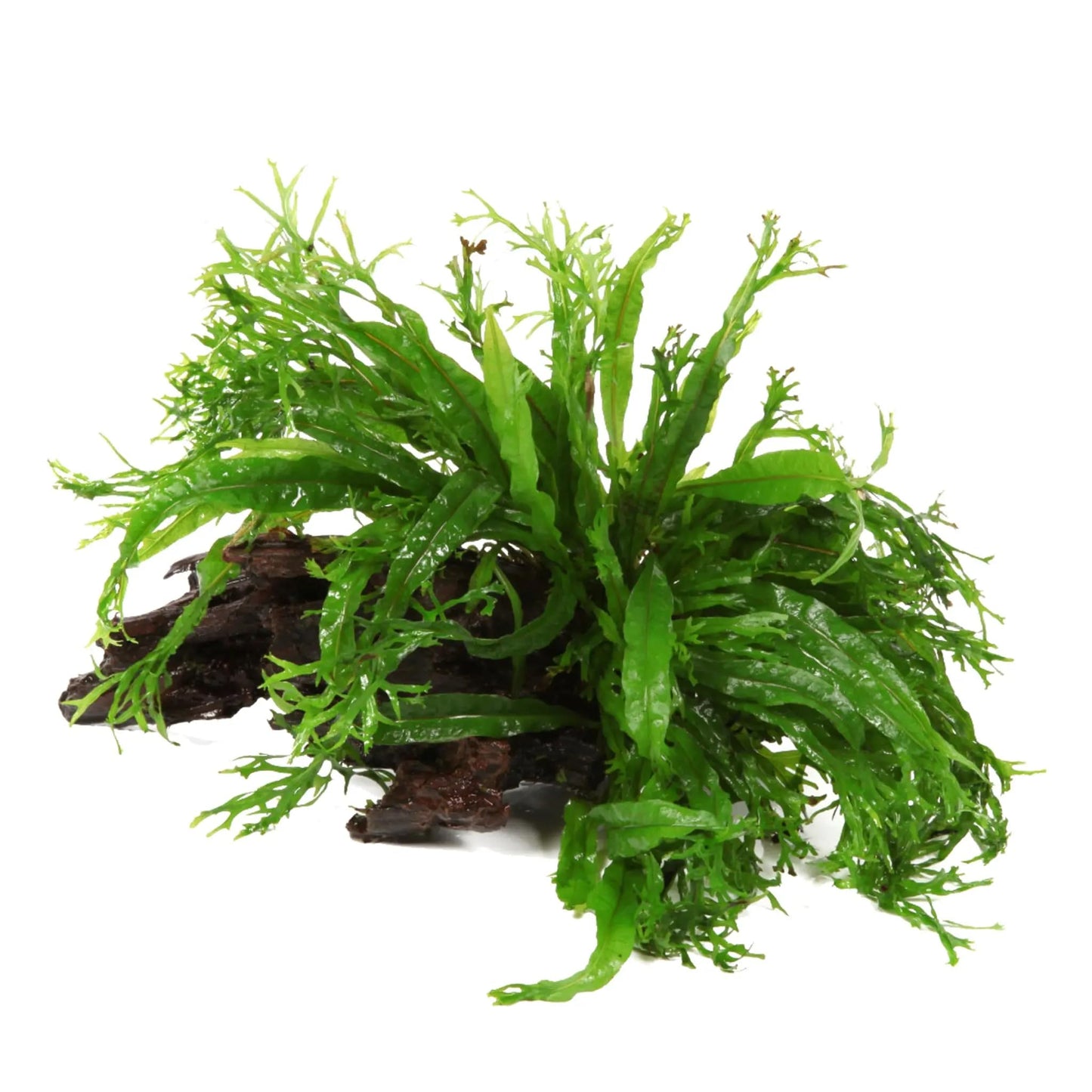 Microsorum windelow su legno/roccia lavica - piante acquario ToPlant