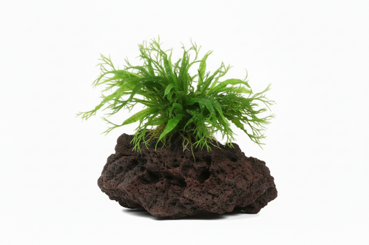 Microsorum windelow su legno/roccia lavica