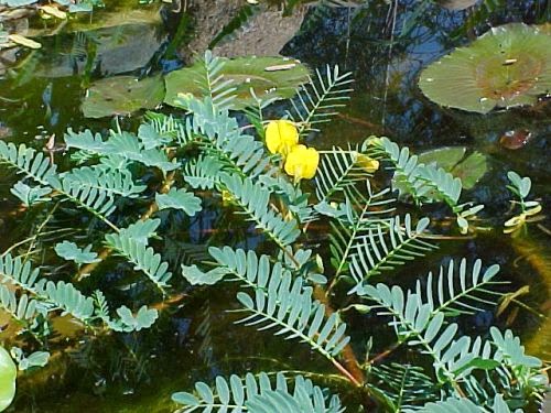 Aeschynomene fluitans - Mimosa d'Acqua