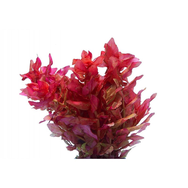 Rotala Macrandra