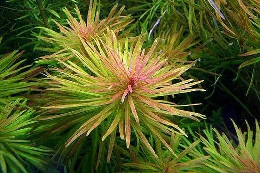 Ludwigia inclinata var. Cuba