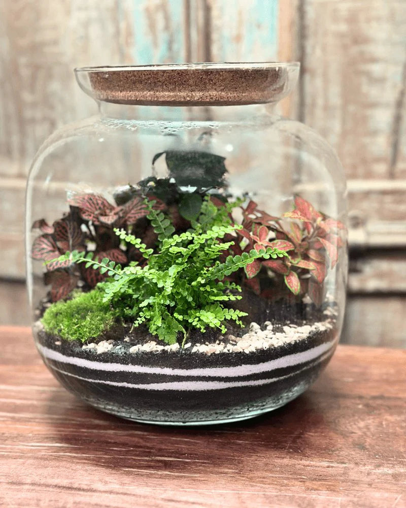 Kit Terrarium fai da te - piante acquario ToPlant