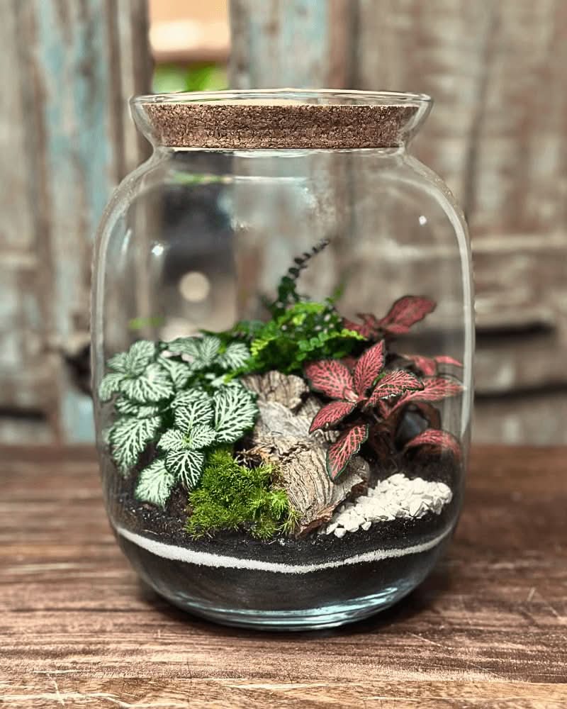 Kit Terrarium fai da te - piante acquario ToPlant