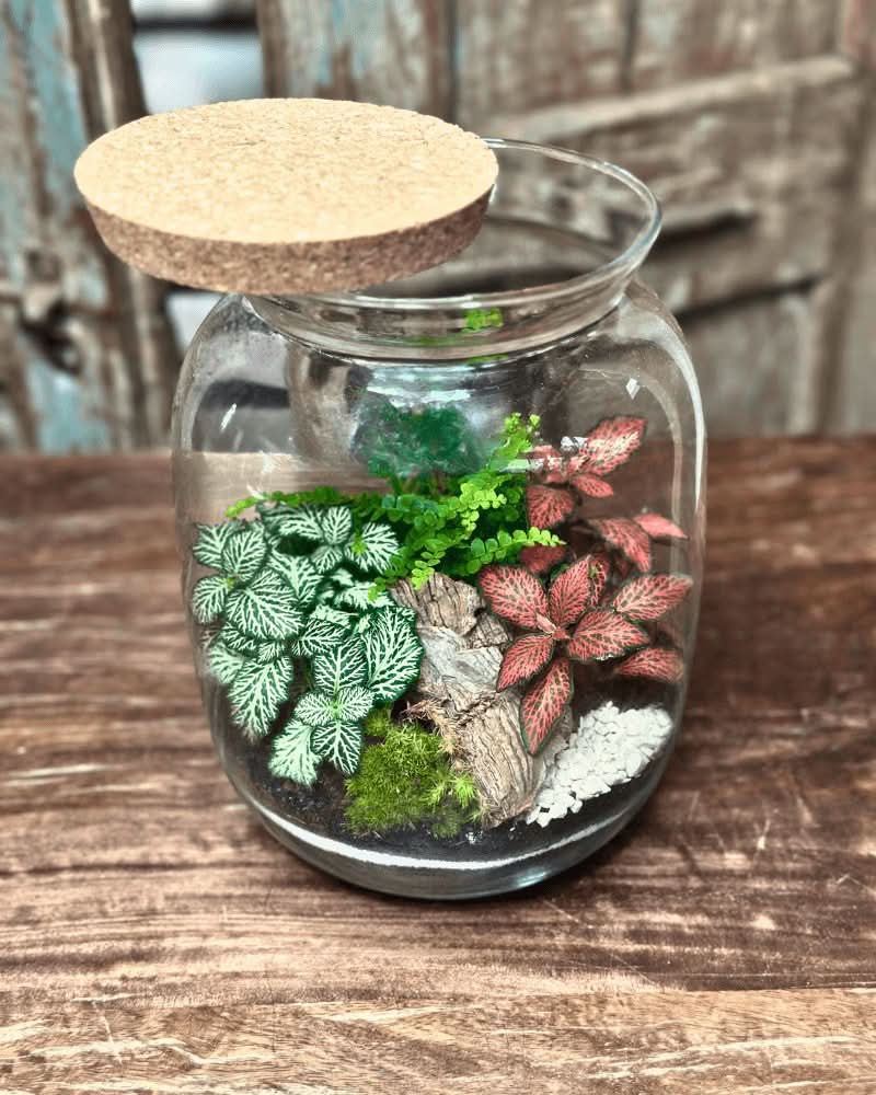 Kit Terrarium fai da te - piante acquario ToPlant