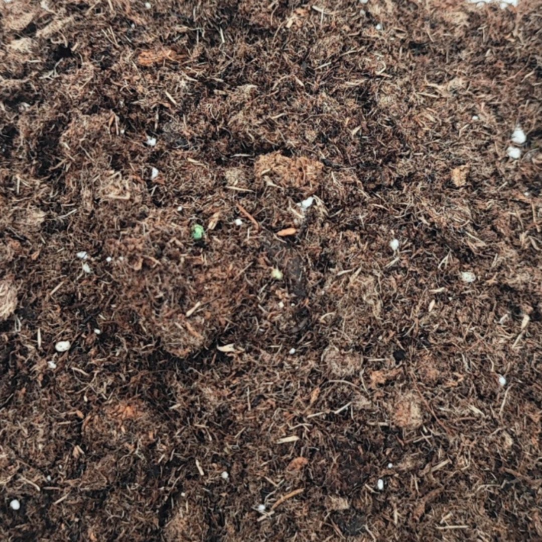 Torba bionda per terrario