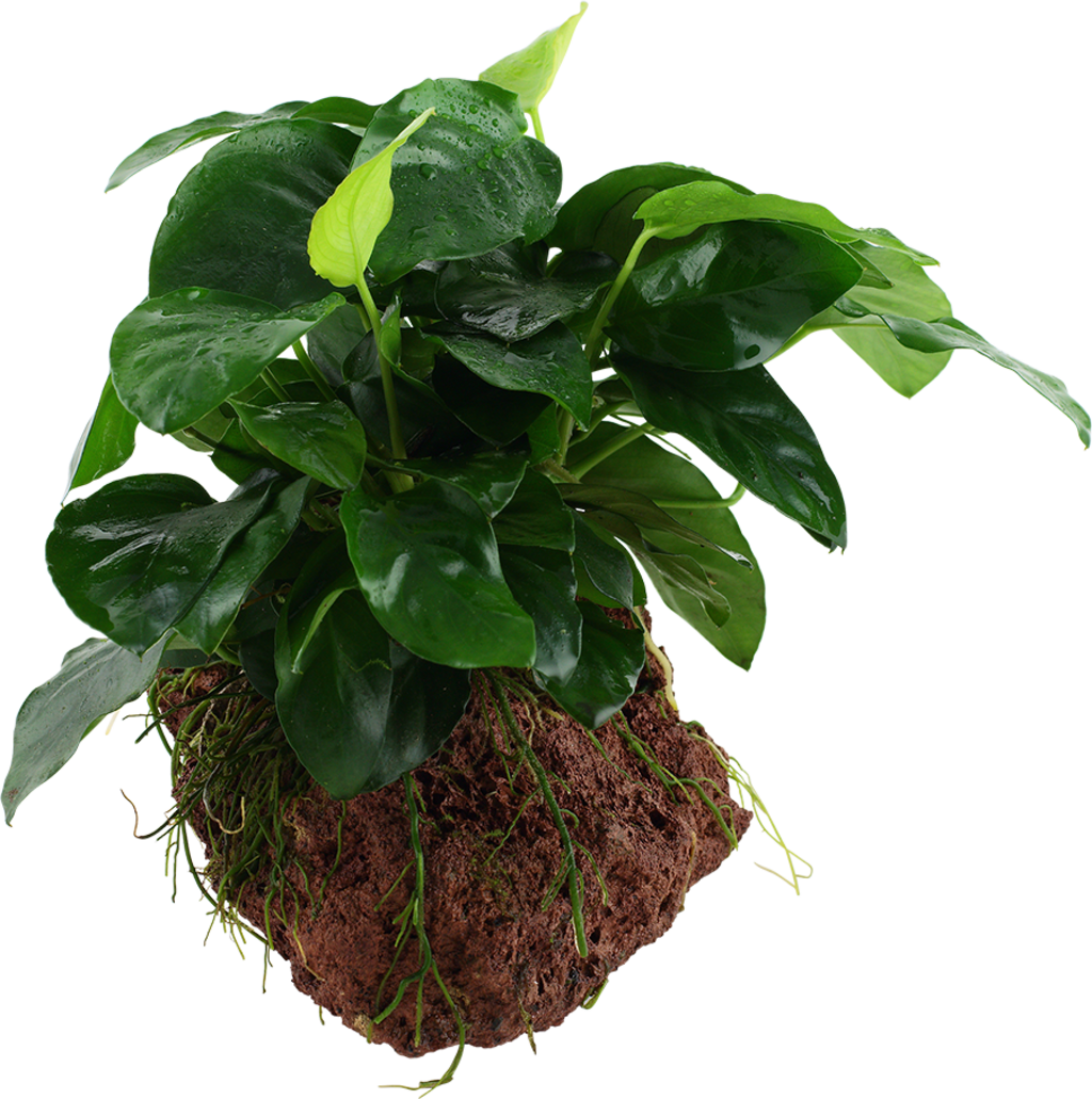 Anubias barteri su legno/roccia lavica