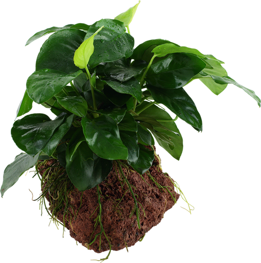 Anubias barteri su legno/roccia lavica