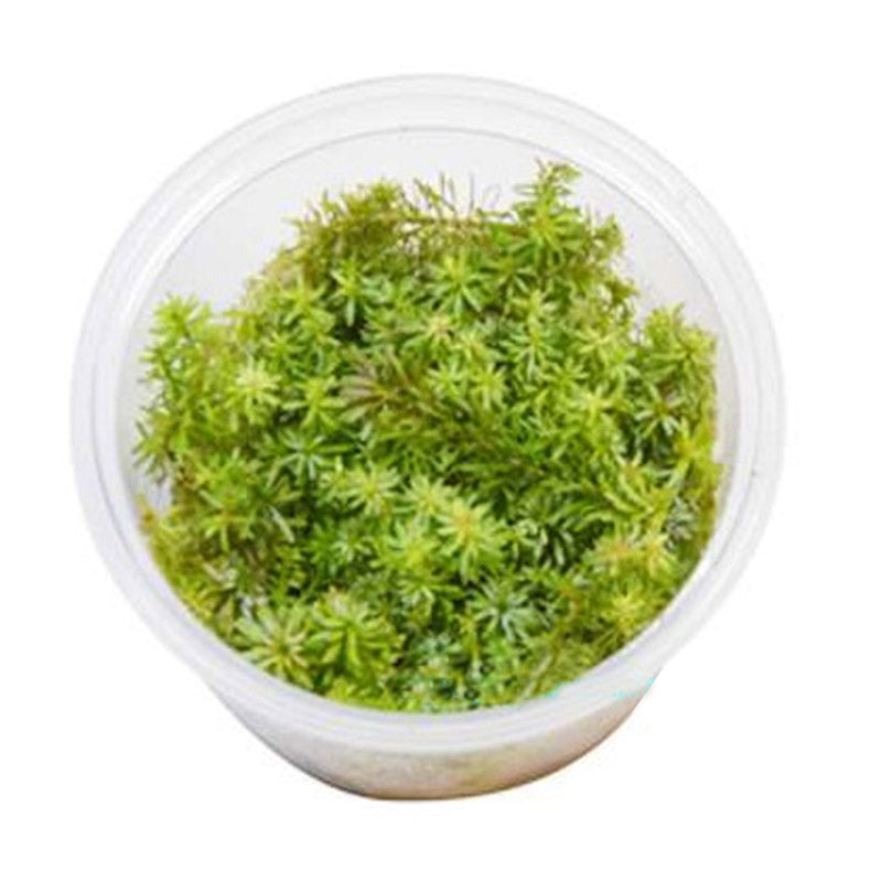 Rotala Wallichii