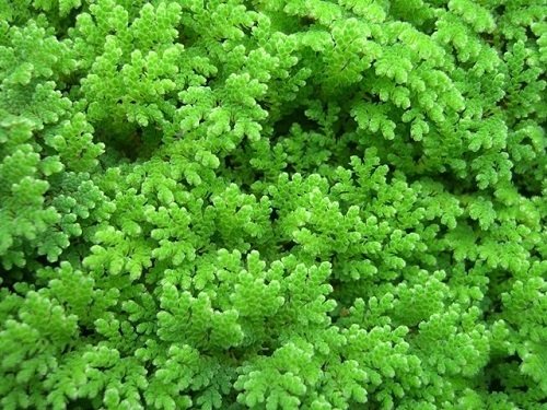 Azolla Caroliniana