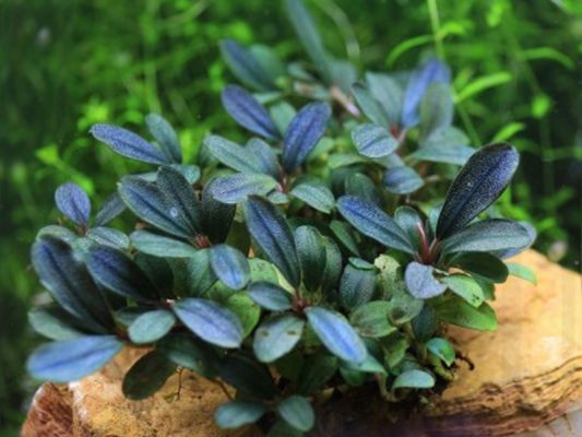 Bucephalandra Blue Green