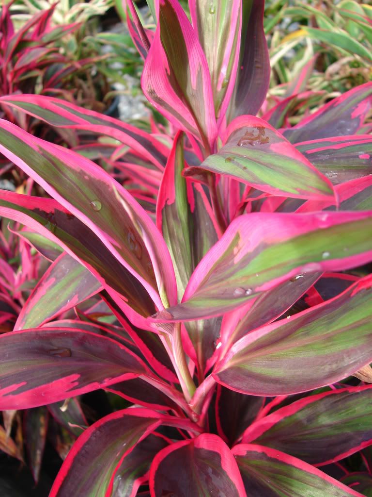 Cordyline Red Edge