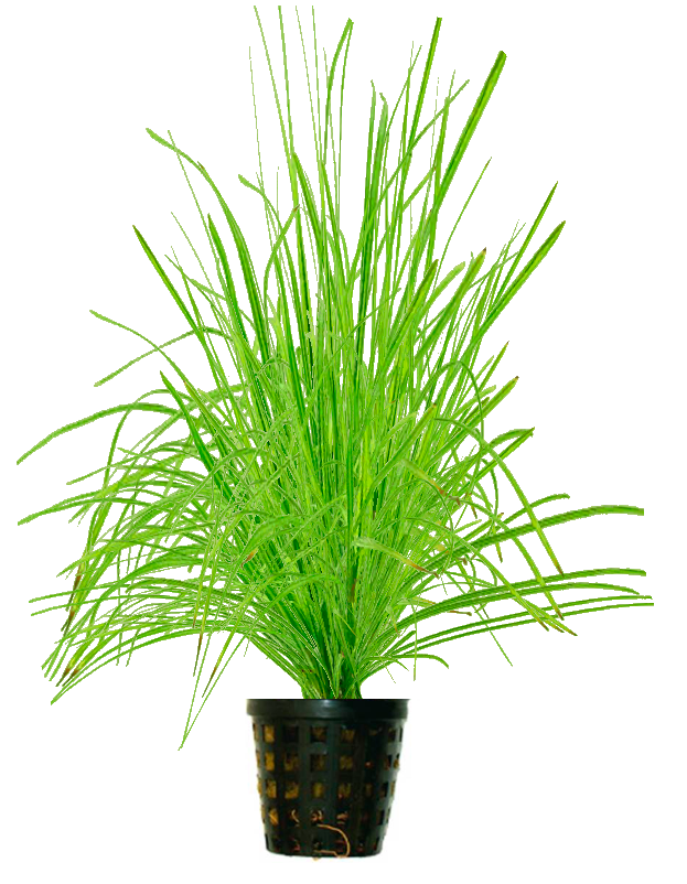 Cyperus Helferi