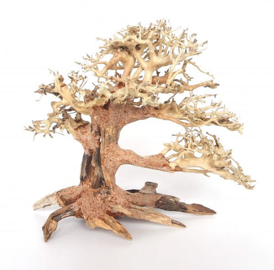 Pine Bonsai Wood