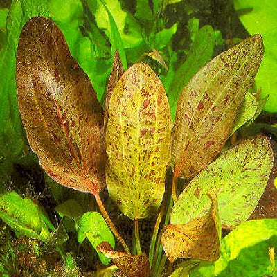 Echinodorus Leopard