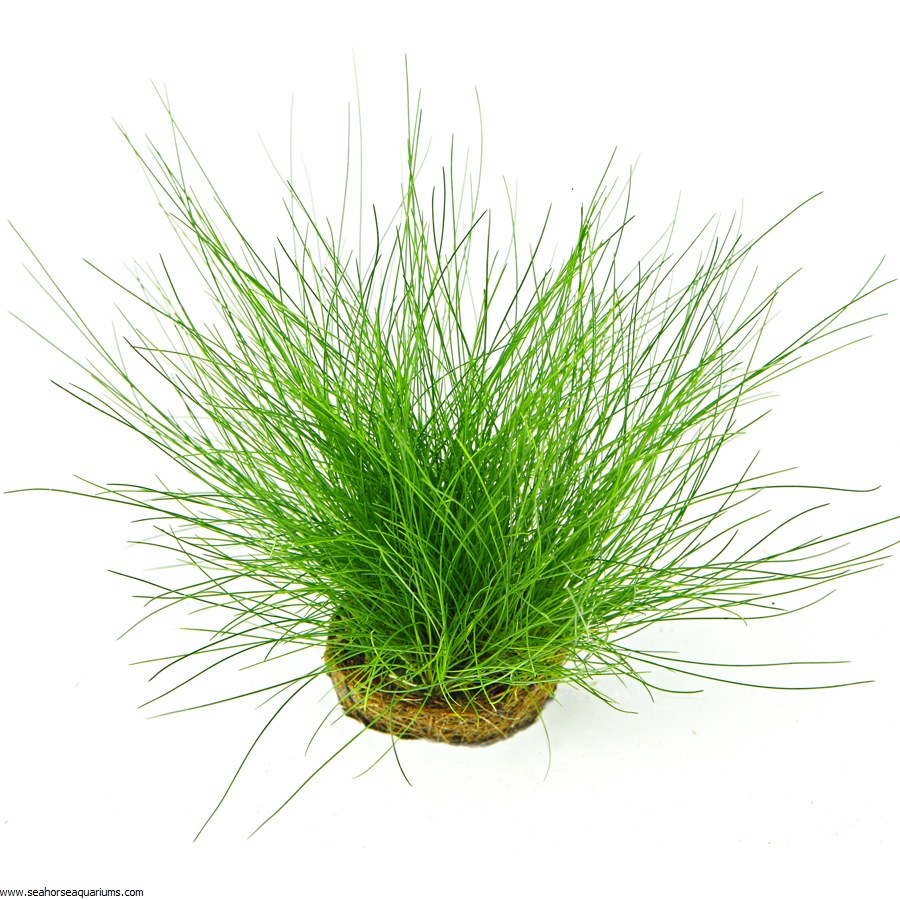 Eleocharis Parvula