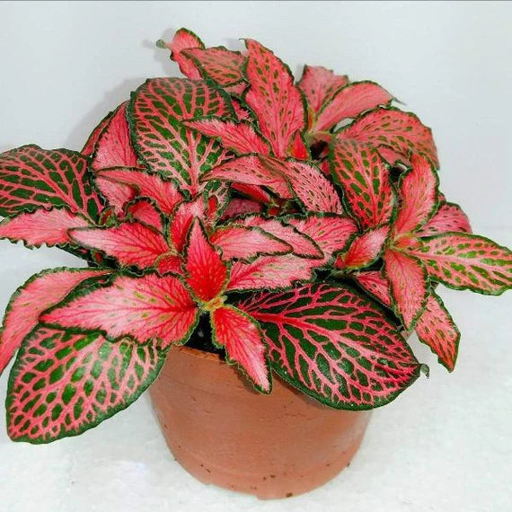 Fittonia Red