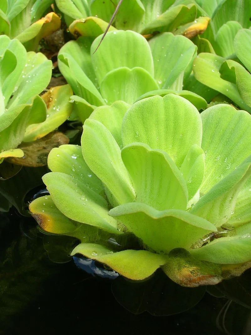 Pistia