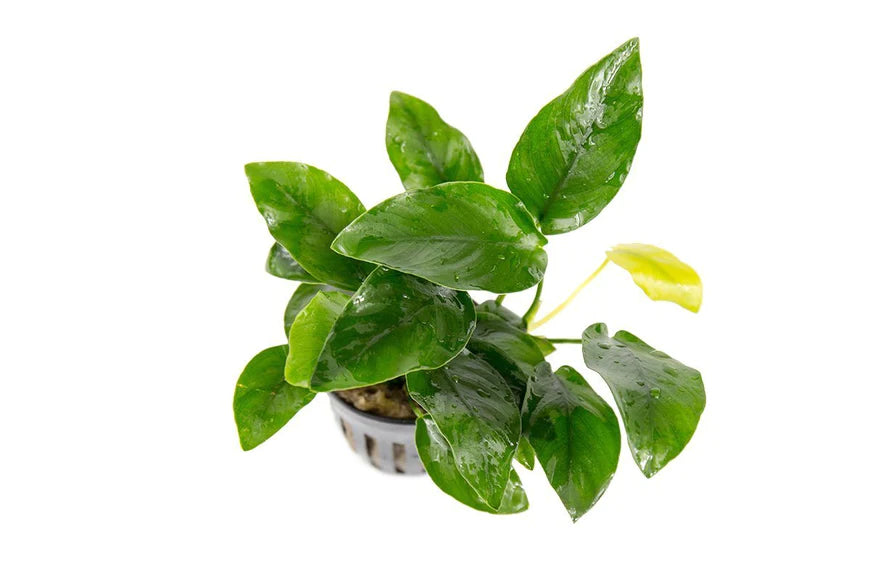 Anubias Nana