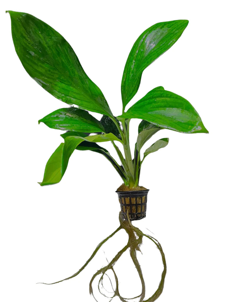 Anubias Species