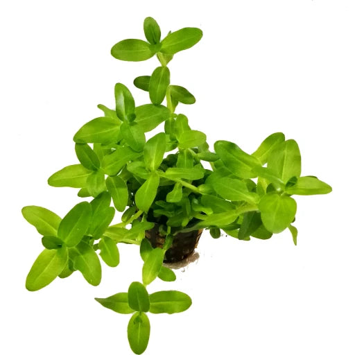 Bacopa Caroliniana