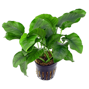 Anubias Barteri Broadleaf