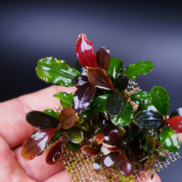 Bucephalandra Kir royale PAD 5x5cm