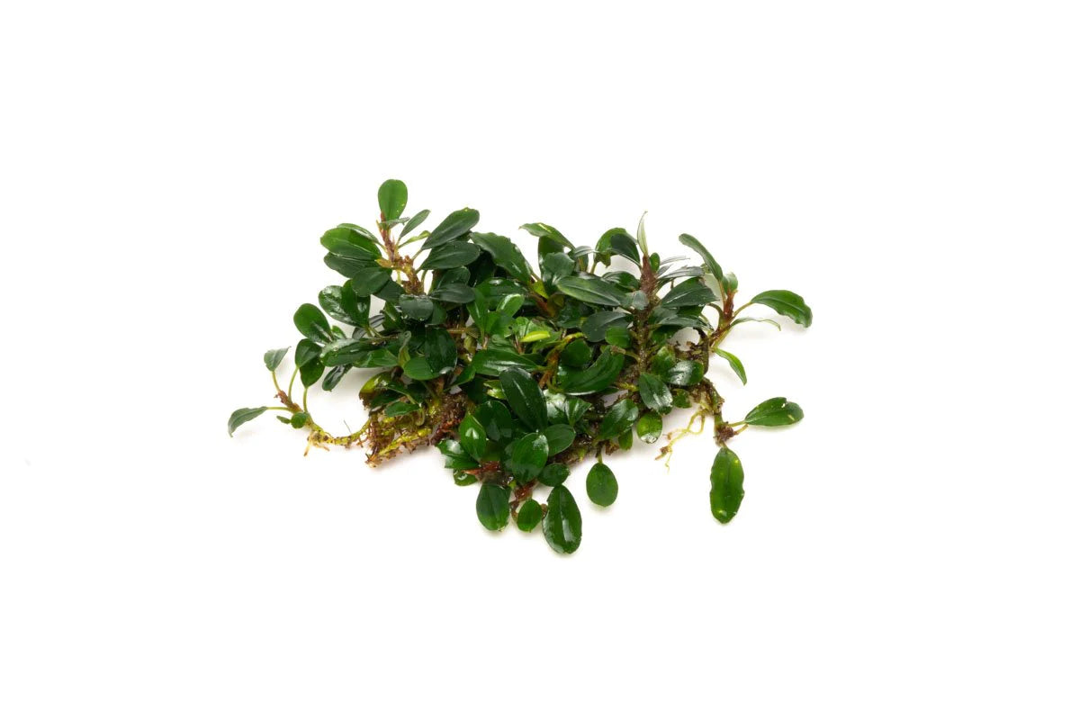 Bucephalandra Hades Metallic Green  PAD 5x5cm