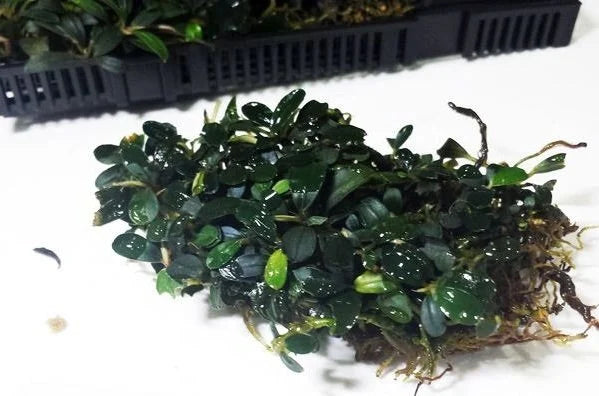 Bucephalandra Cherry PAD 5x5cm