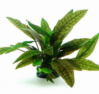 Cryptocoryne Purpurea