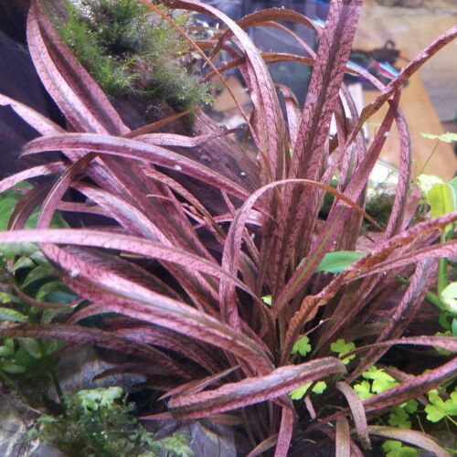 Cryptocoryne Spiralis Tiger (Vitro)