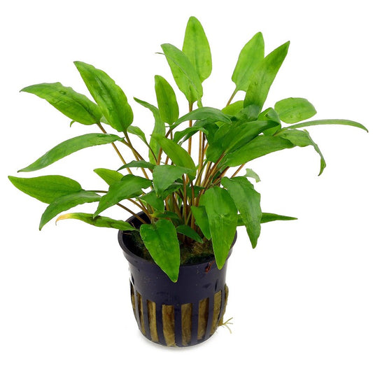 Cryptocoryne Wenditii Green