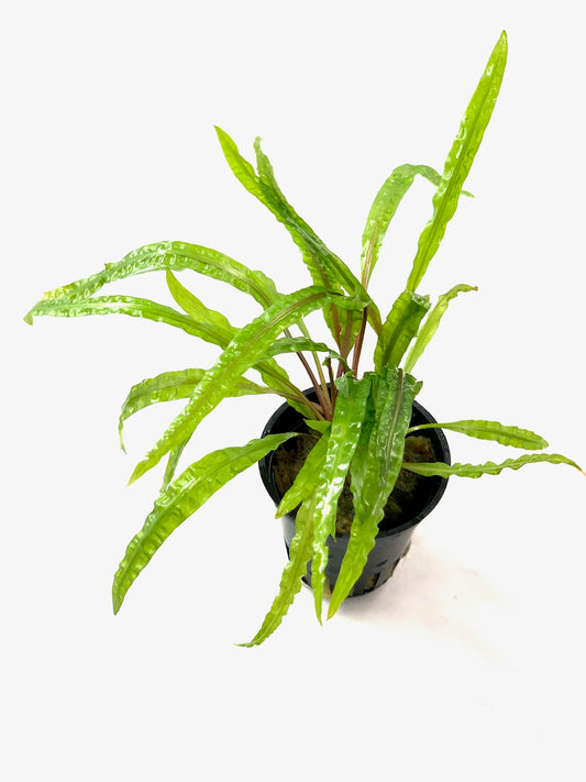 Cryptocoryne Crispatula Balansae