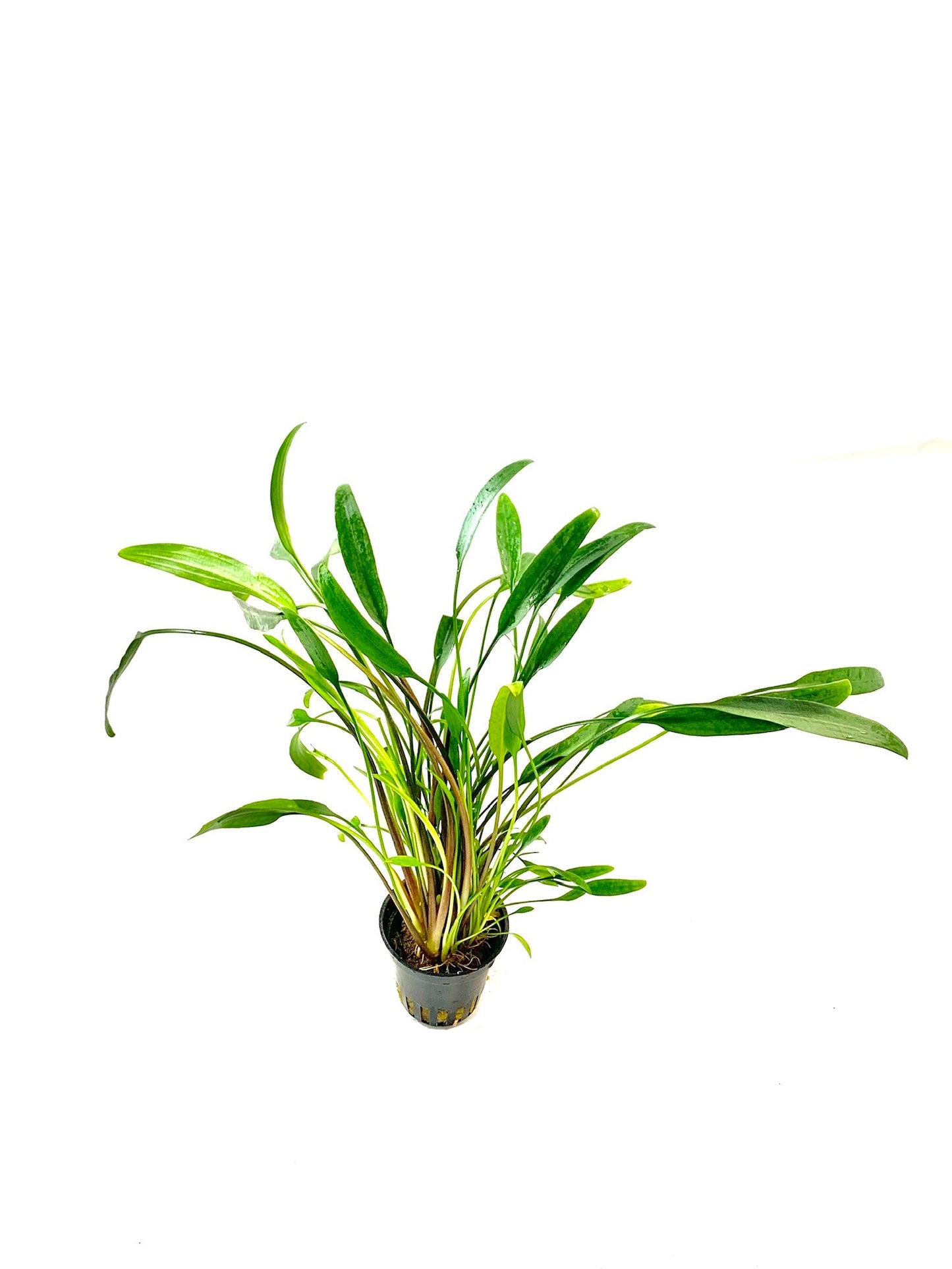 Cryptocoryne Lucens