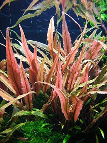 Cryptocoryne Undulata Red