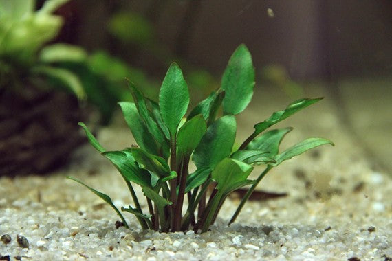 Cryptocoryne Lutea Hobbit