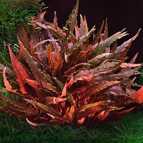 Cryptocoryne Wentii Red