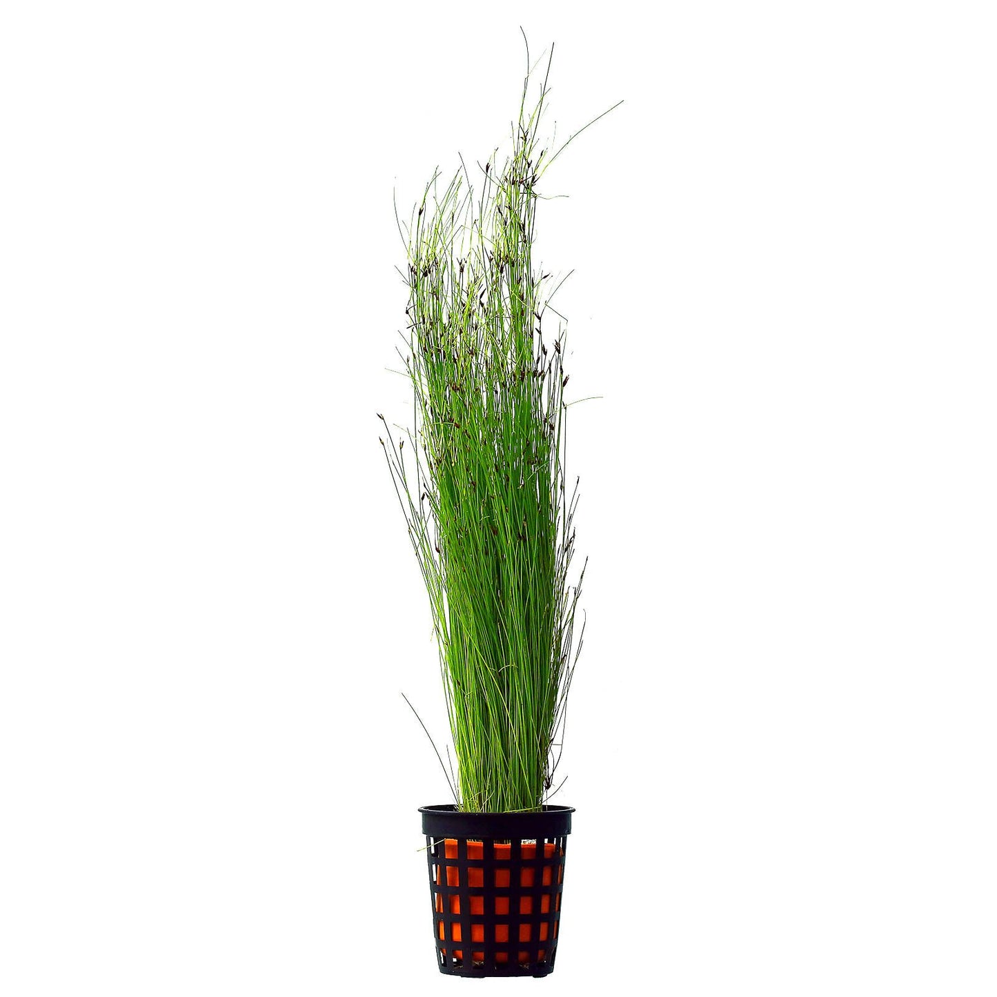 Eleocharis Vivipera