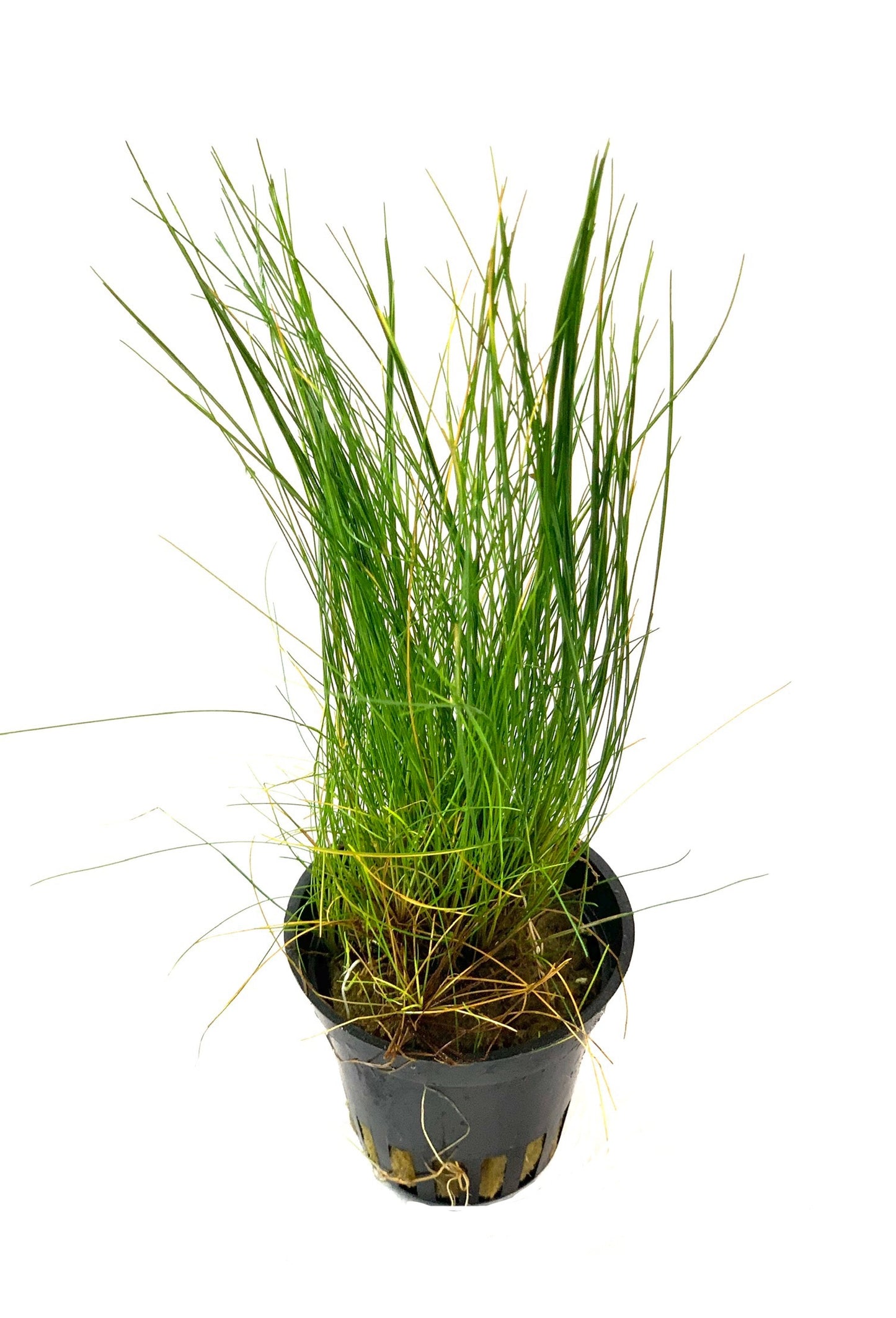 Eleocharis Acicularis