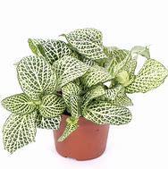 Fittonia Green