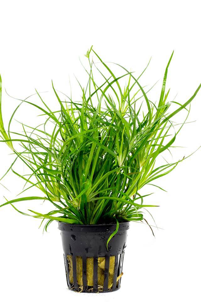 Juncus Repens